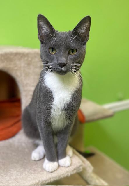 Enlarge Tux, a ADOPTABLE Domestic Short Hair in Memphis, TN image 1/3
