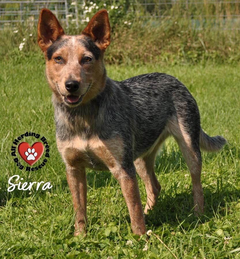 Sierra photo 3