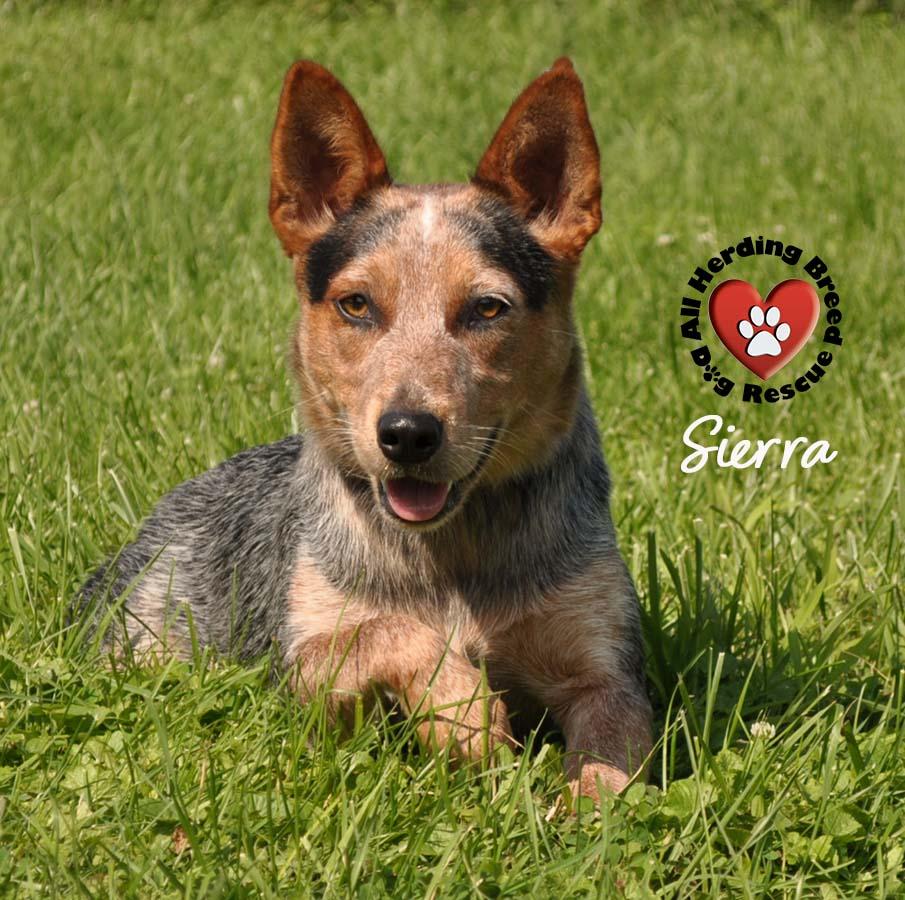 Sierra, Young Female unknown