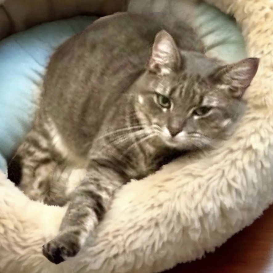 Mindy, a Adoptable mixed breed in Raritan, NJ image 5/6