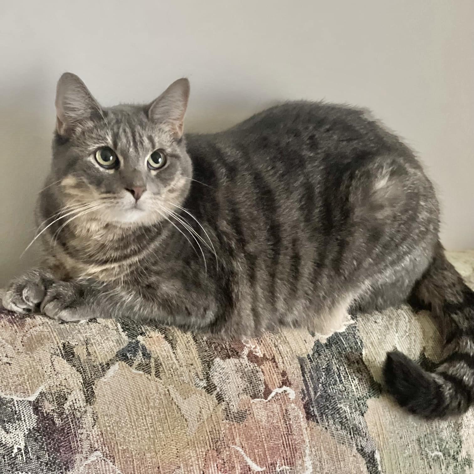 Mindy, Adoptable, Young Female Tabby & Domestic Short Hair.