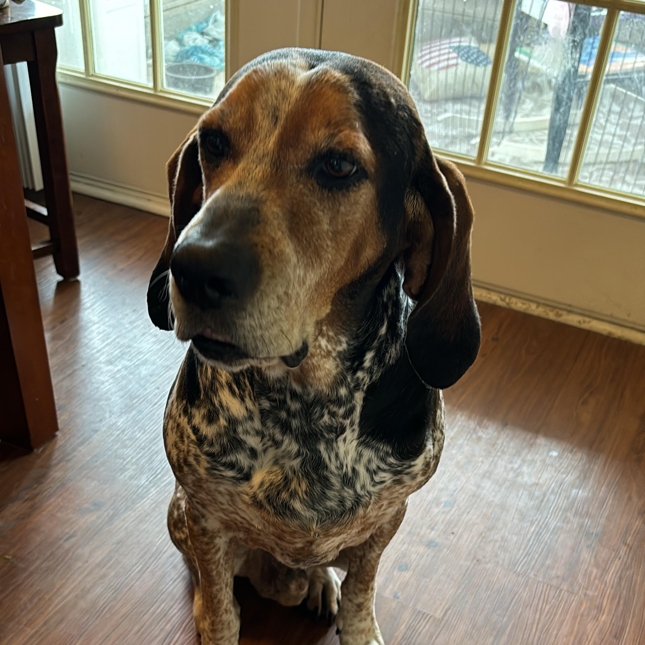 Argus, an adoptable mixed breed in High Point, NC image 5/5