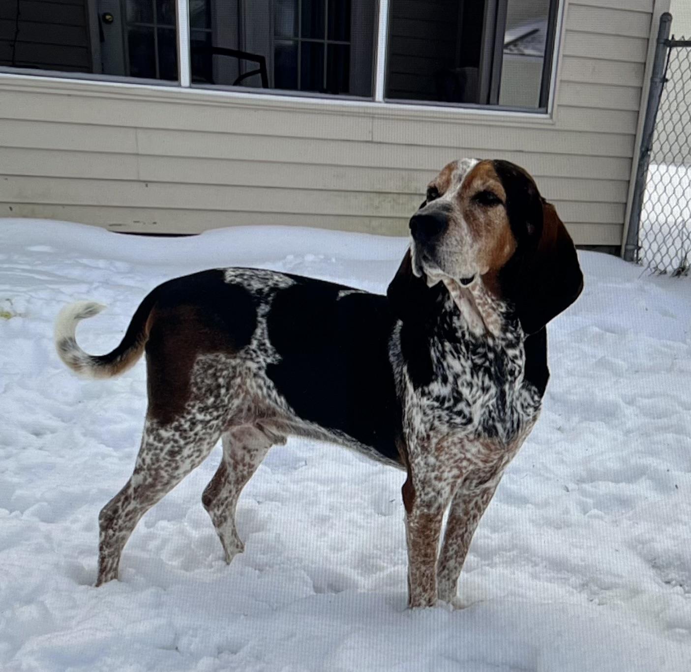 Argus, adoptable, Senior Male Bluetick Coonhound & Treeing Walker Coonhound.