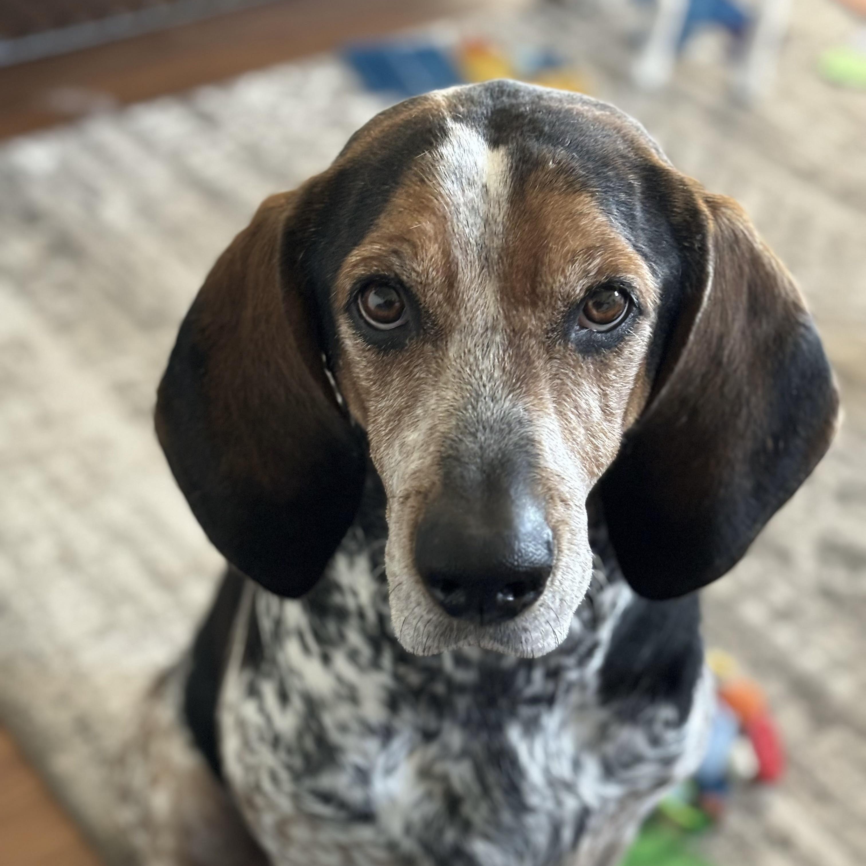 Argus, an adoptable mixed breed in High Point, NC image 4/5