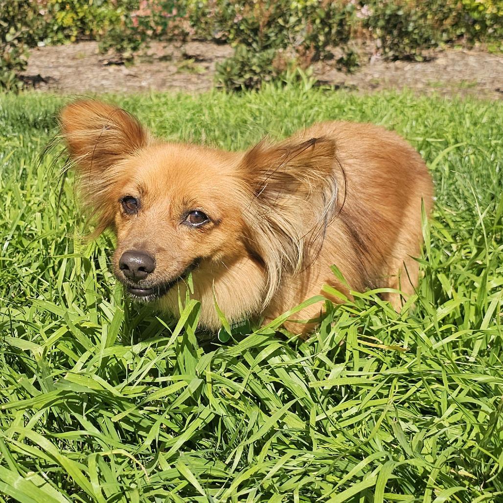 Poncho, Adoptable, Adult Male Dachshund (Long Haired) & Mixed Breed.