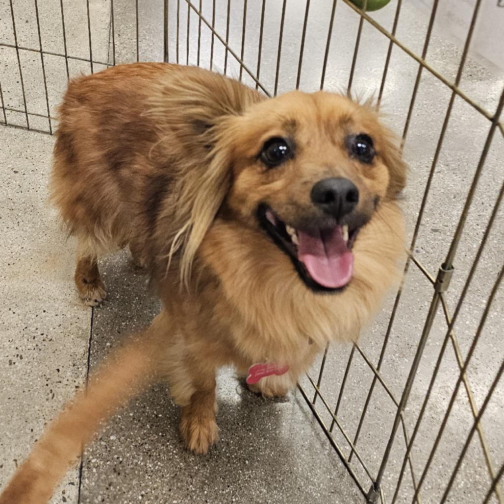 Poncho, a Adoptable mixed breed in Apple Valley, CA image 2/5