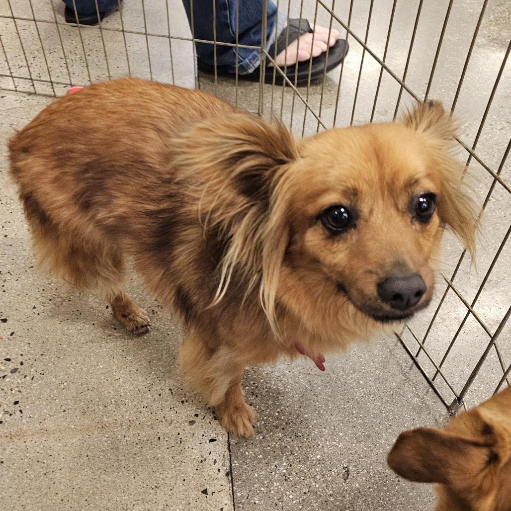 Poncho, a Adoptable mixed breed in Apple Valley, CA image 3/5