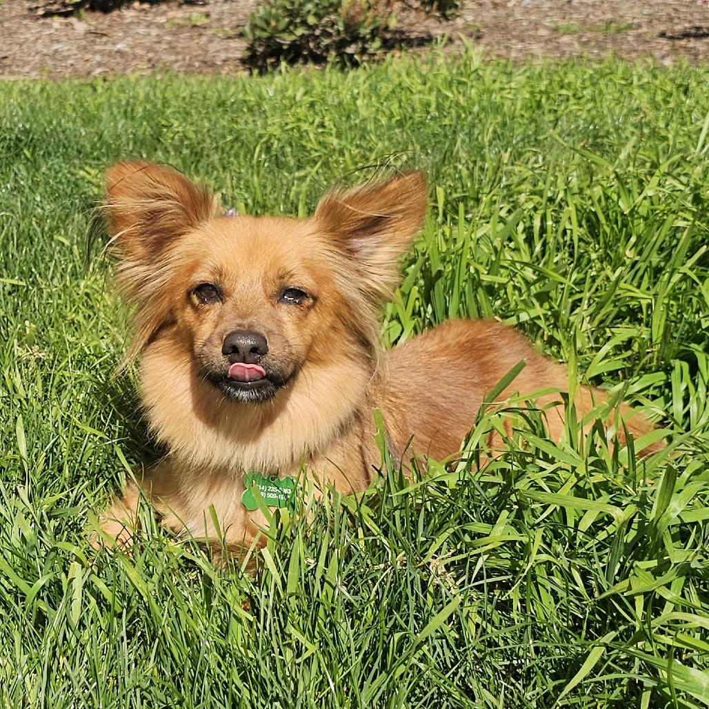 Poncho, a Adoptable mixed breed in Apple Valley, CA image 4/5