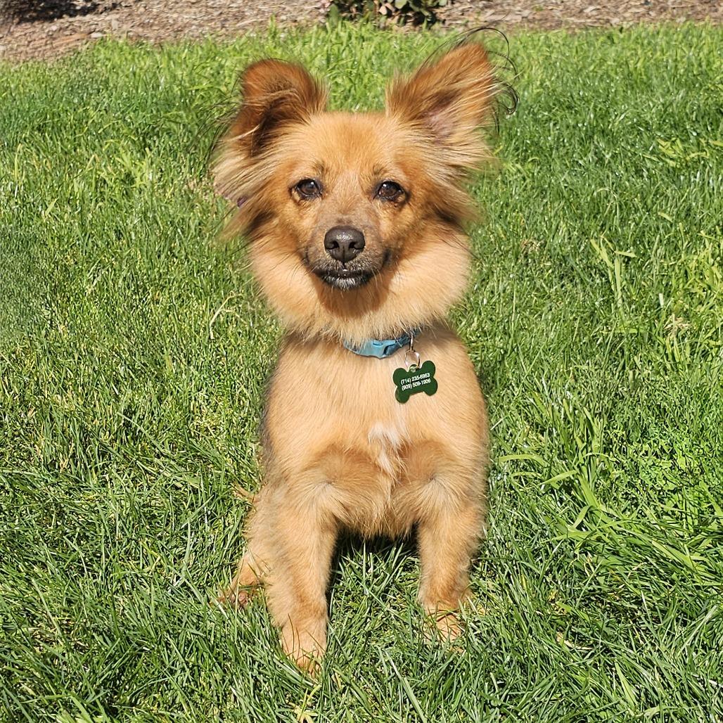 Poncho, a Adoptable mixed breed in Apple Valley, CA image 5/5