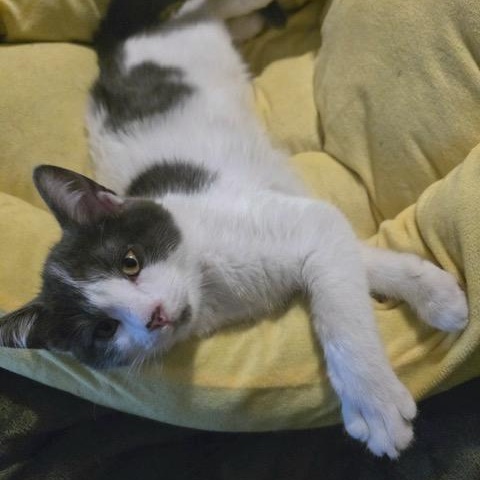 Enlarge Mario, an adopted Domestic Short Hair in Hudsonville, MI image 2/4