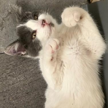 Enlarge Mario, an adopted Domestic Short Hair in Hudsonville, MI image 4/4