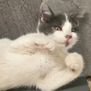 Enlarge Mario, an adopted Domestic Short Hair in Hudsonville, MI image 3/4