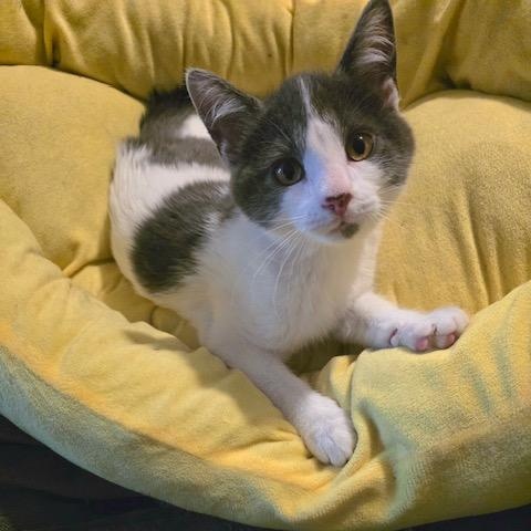 Mario, adopted, Kitten Male Domestic Short Hair.