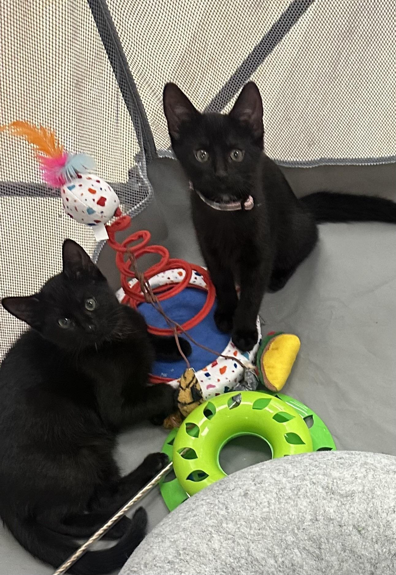 Enlarge Six little kittens, a Adoptable mixed breed in New Canaan, CT image 1/1