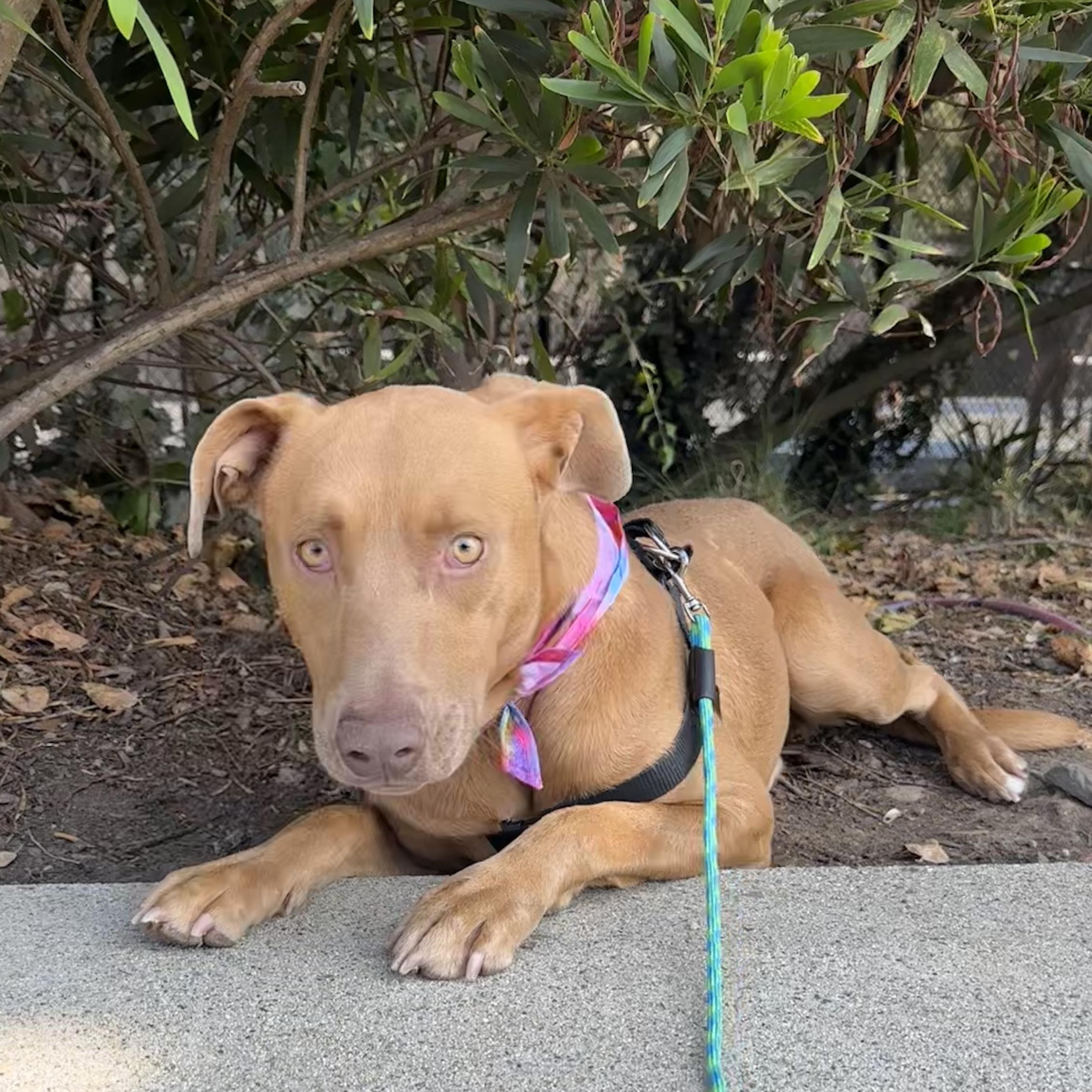 Enlarge Carl, a Adopted mixed breed in Marina del Rey, CA image 3/4