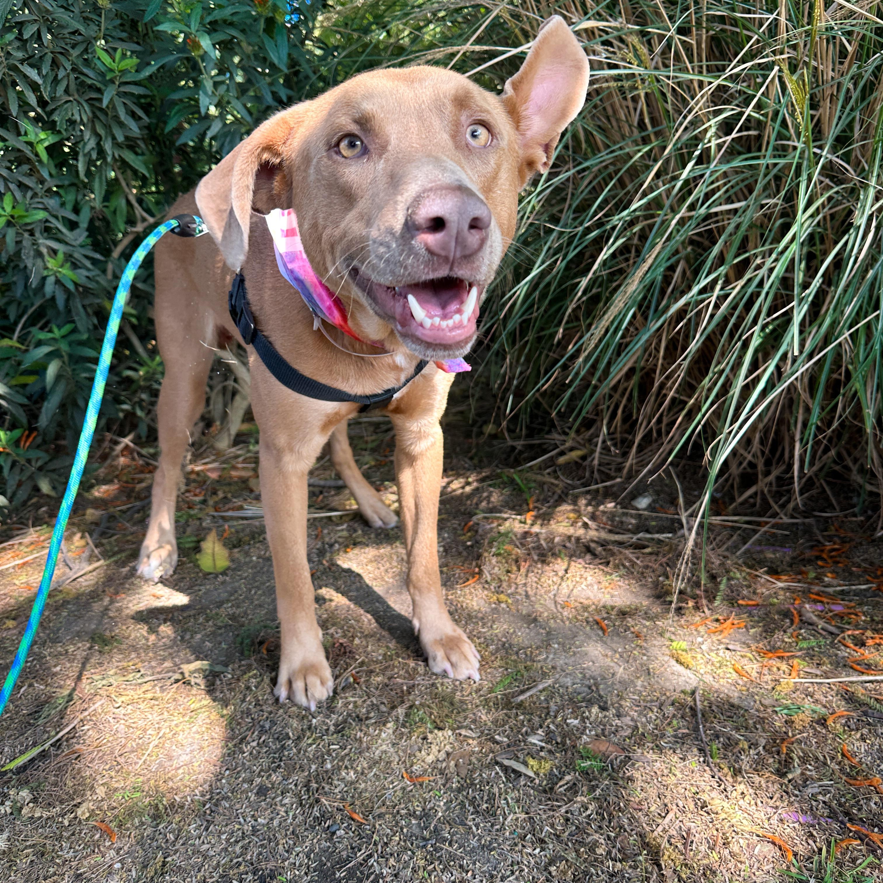 Enlarge Carl, a Adopted mixed breed in Marina del Rey, CA image 2/4
