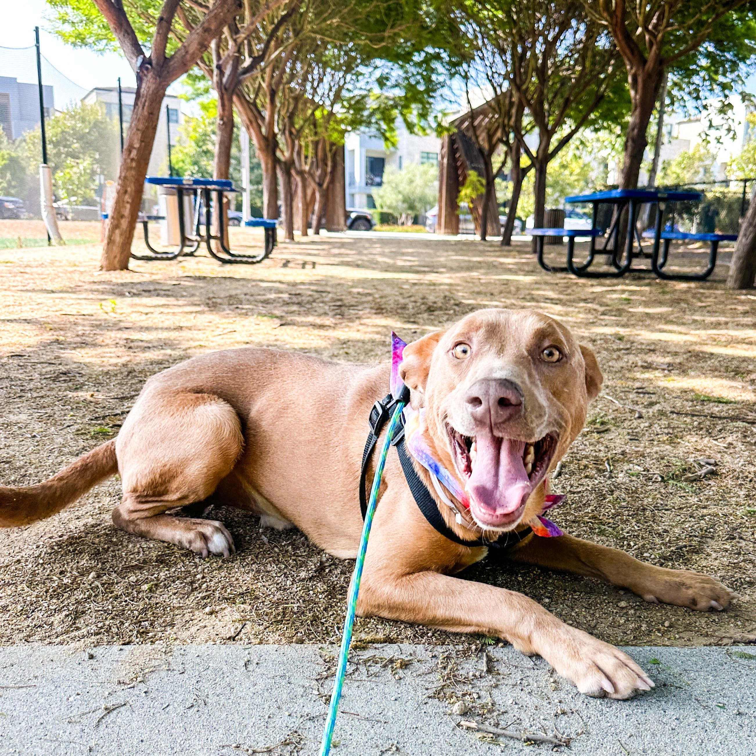 Enlarge Carl, a Adopted mixed breed in Marina del Rey, CA image 1/4