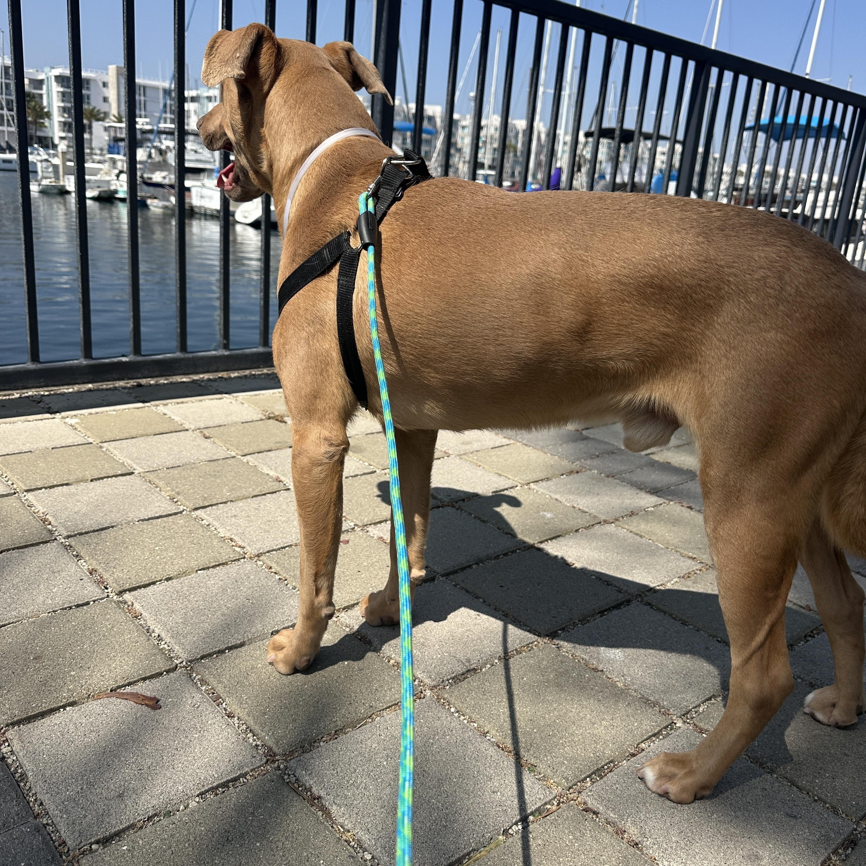 Enlarge Carl, a Adopted mixed breed in Marina del Rey, CA image 4/4