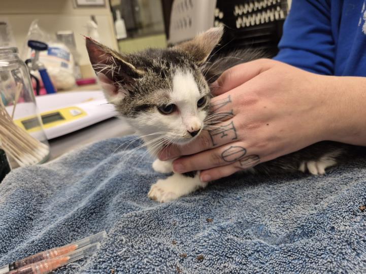 SATURN, Adoptable, Kitten Female Domestic Short Hair.