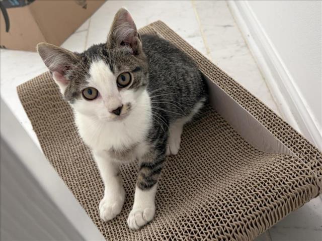 SATURN, Adoptable, Kitten Female Domestic Short Hair.
