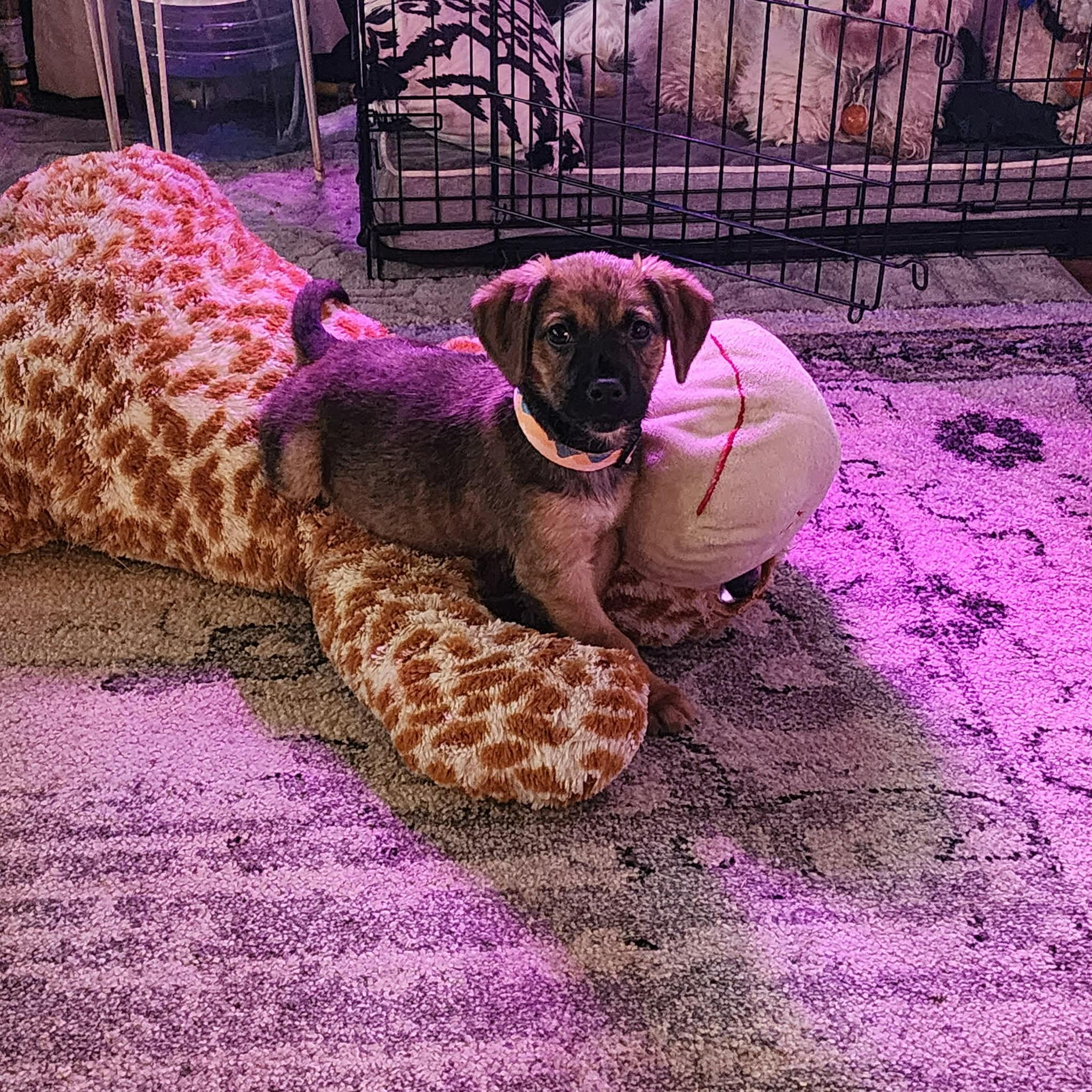 Maple, Adoptable, Puppy Female Beagle.