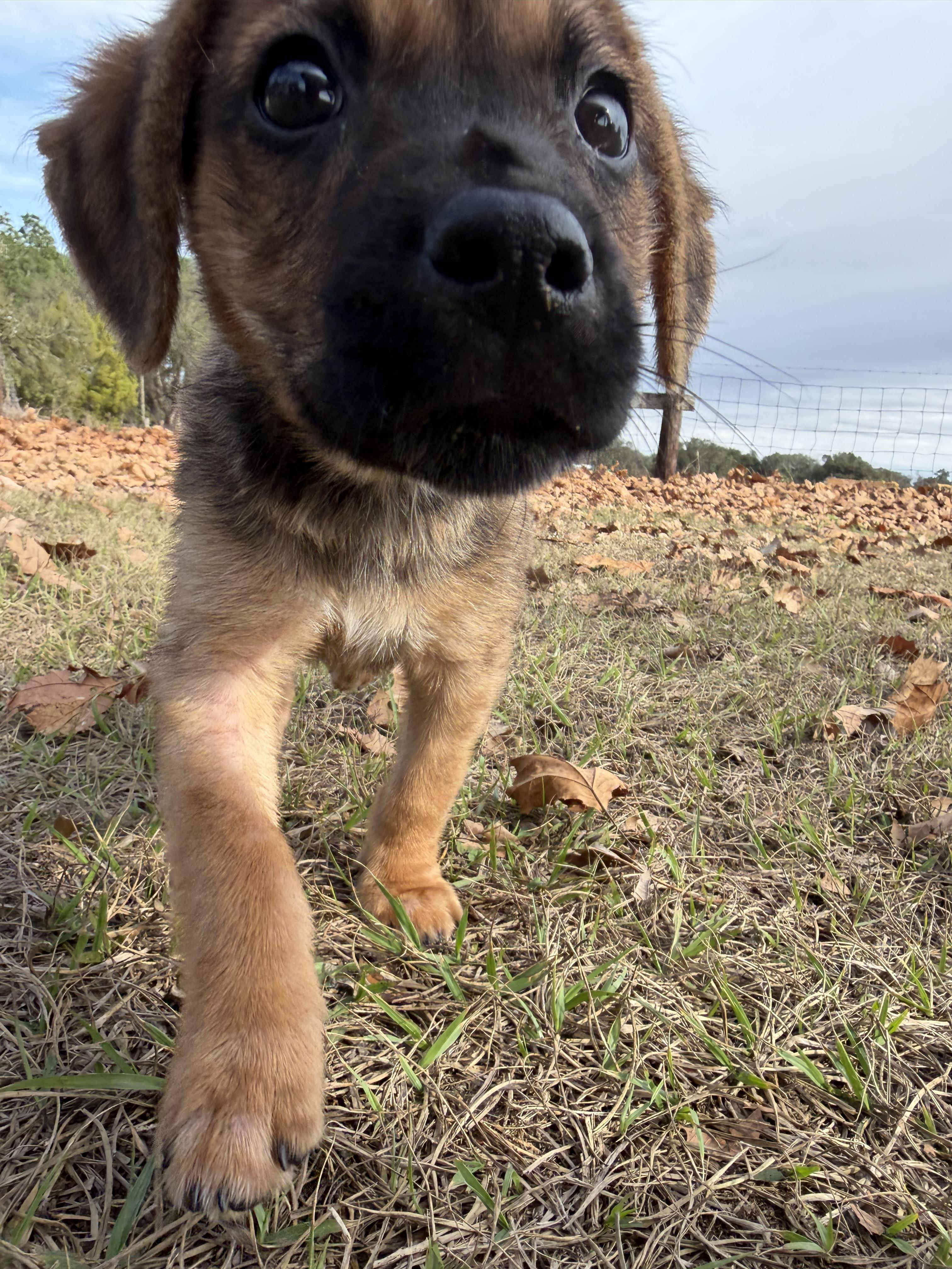 Enlarge Maple, a Adoptable mixed breed in Bradenton, FL image 2/6