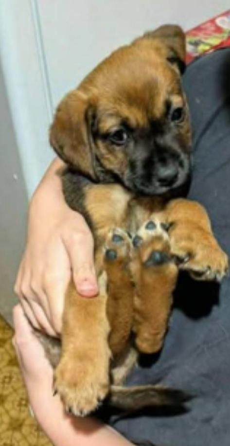 Enlarge Maple, a Adoptable mixed breed in Bradenton, FL image 3/6