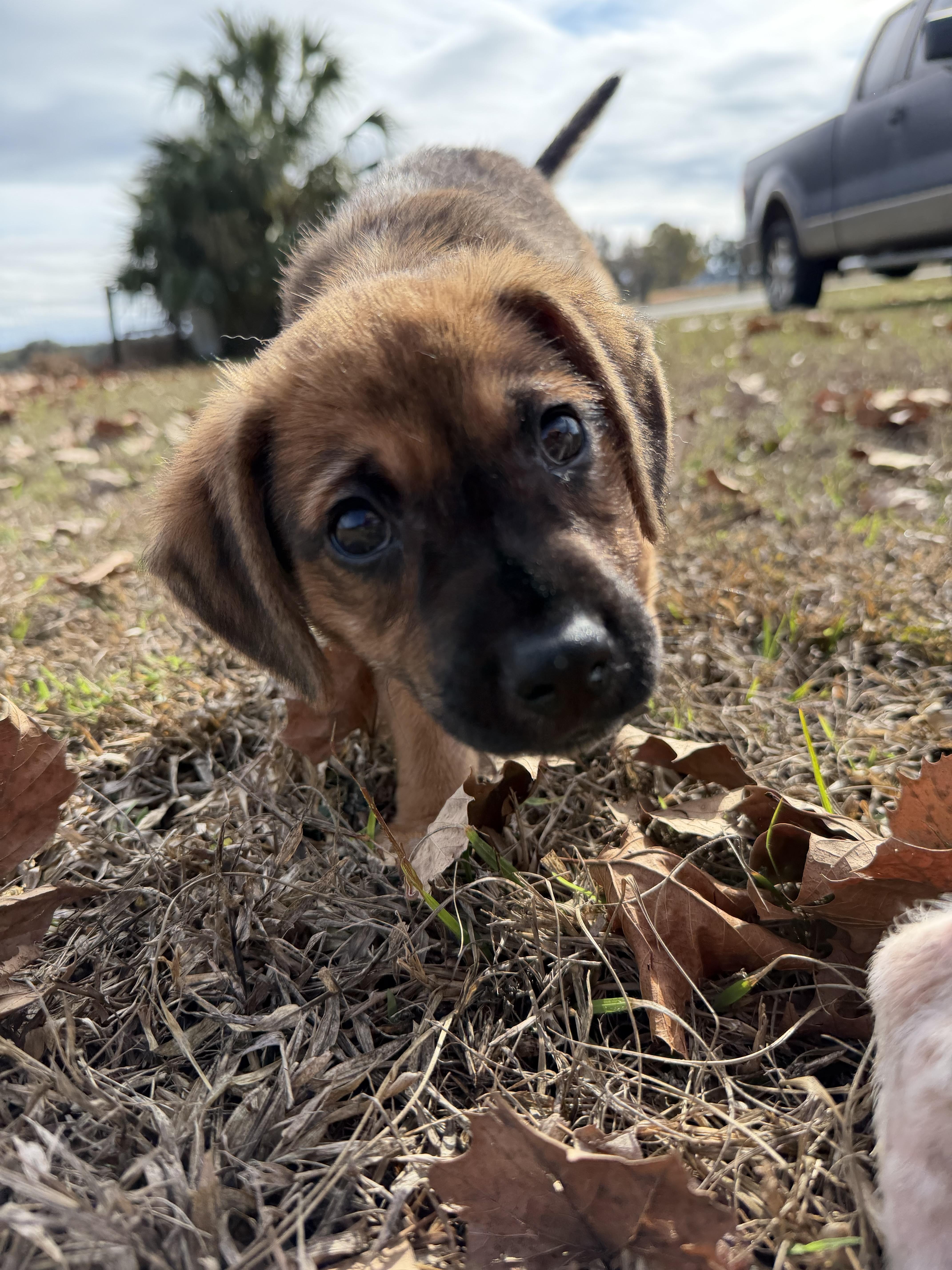 Enlarge Maple, a Adoptable mixed breed in Bradenton, FL image 5/6