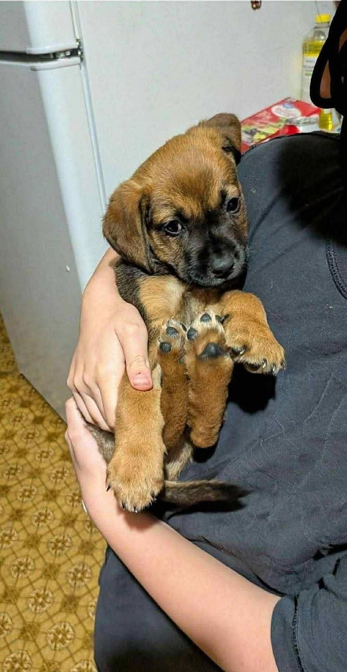 Enlarge Maple, a Adoptable mixed breed in Bradenton, FL image 6/6