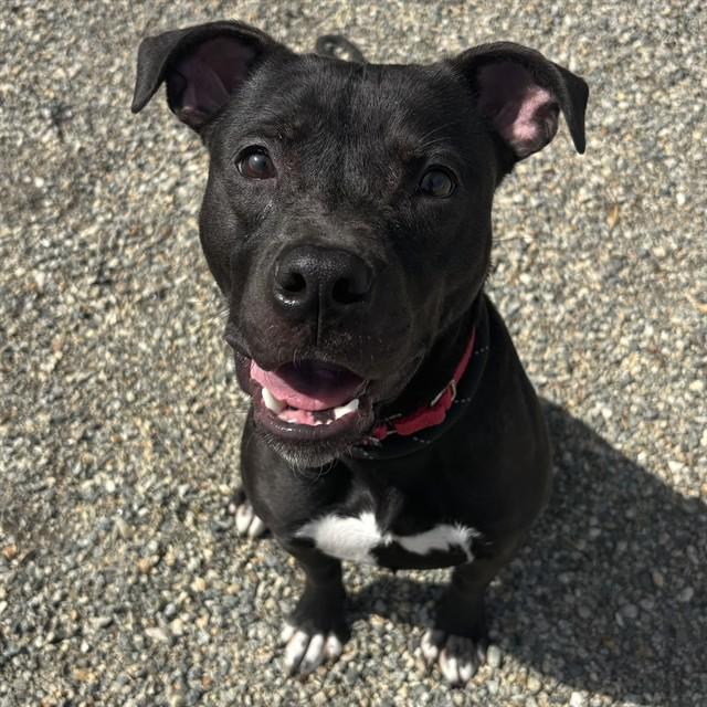 Enlarge EMORY, a Adoptable mixed breed in Lincolnton, NC image 1/1