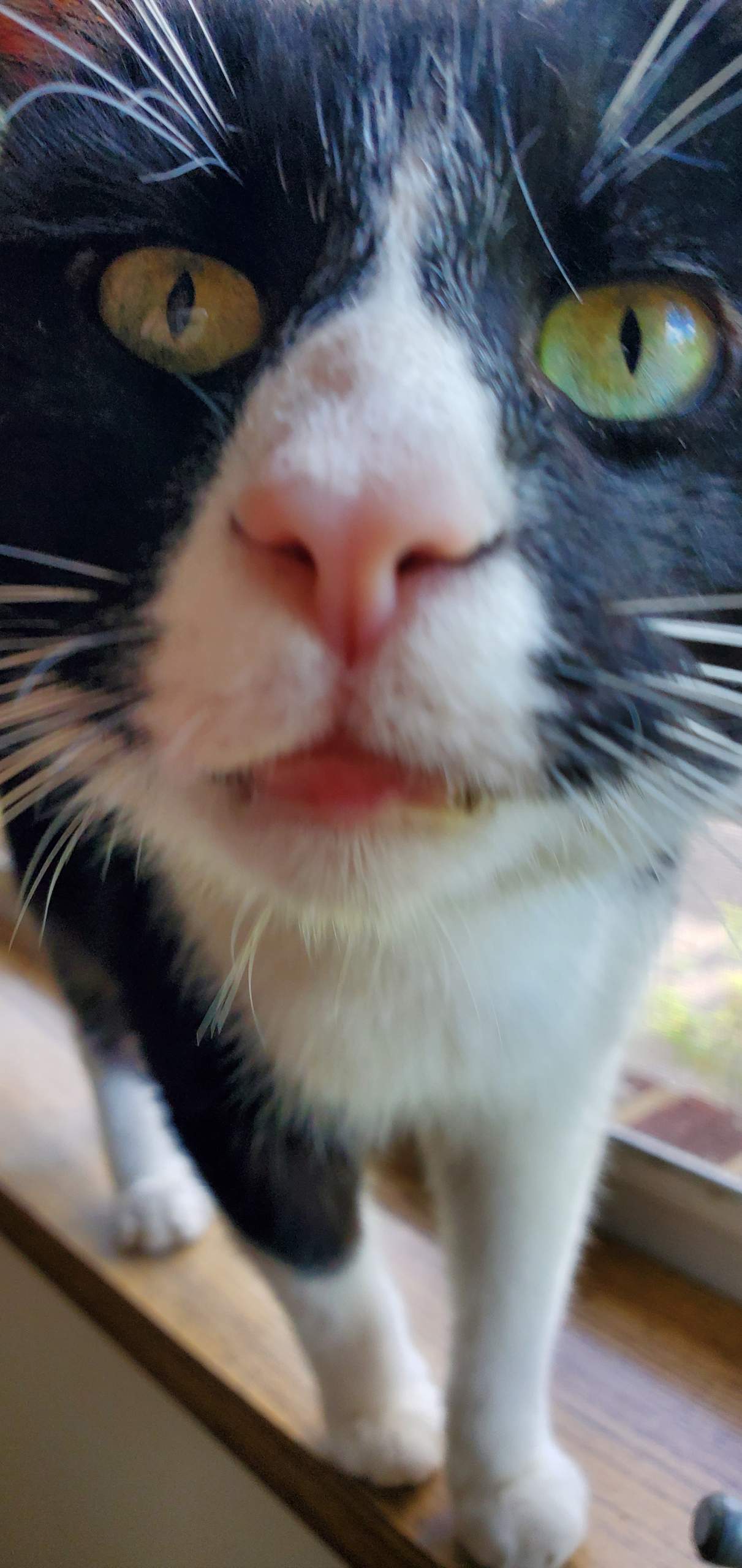 Junior