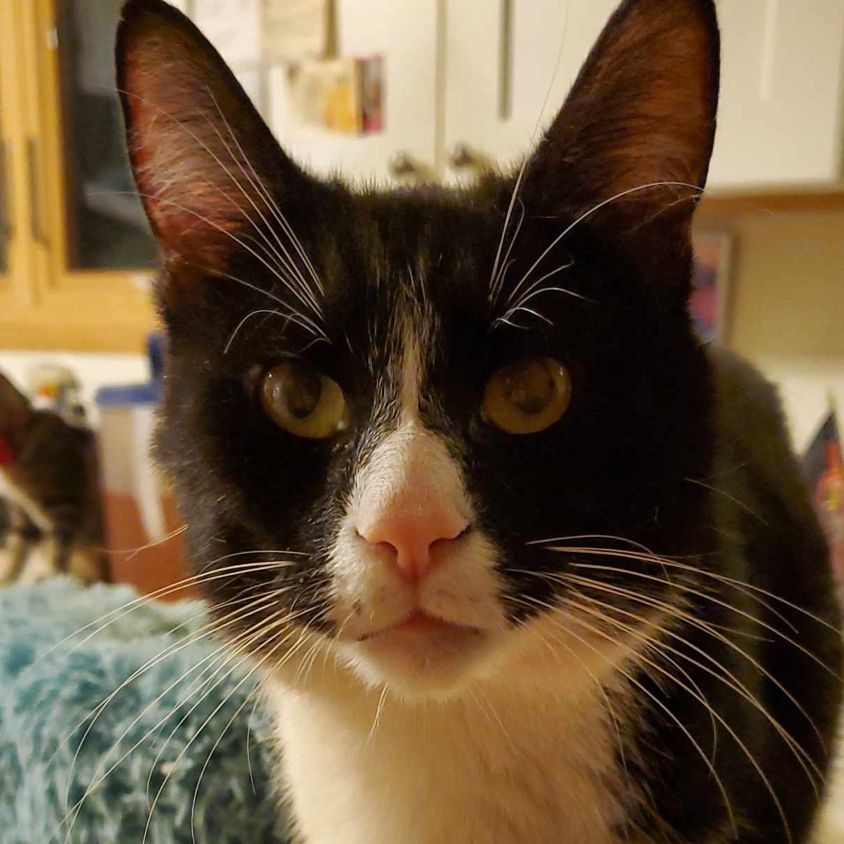 Enlarge Junior, a Adoptable Domestic Short Hair in Greenbelt, MD image 2/6