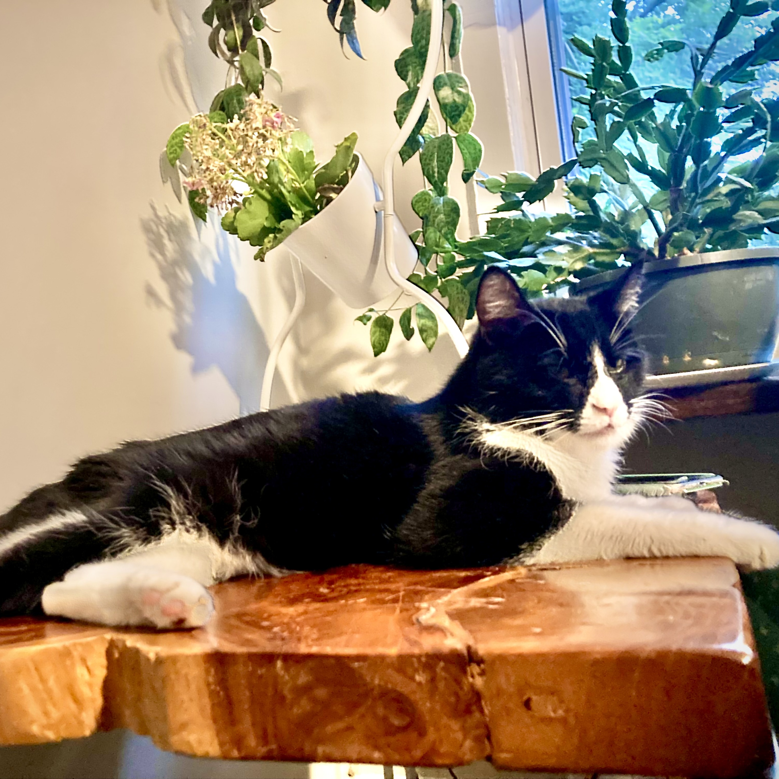 Enlarge Junior, a Adoptable Domestic Short Hair in Greenbelt, MD image 4/6