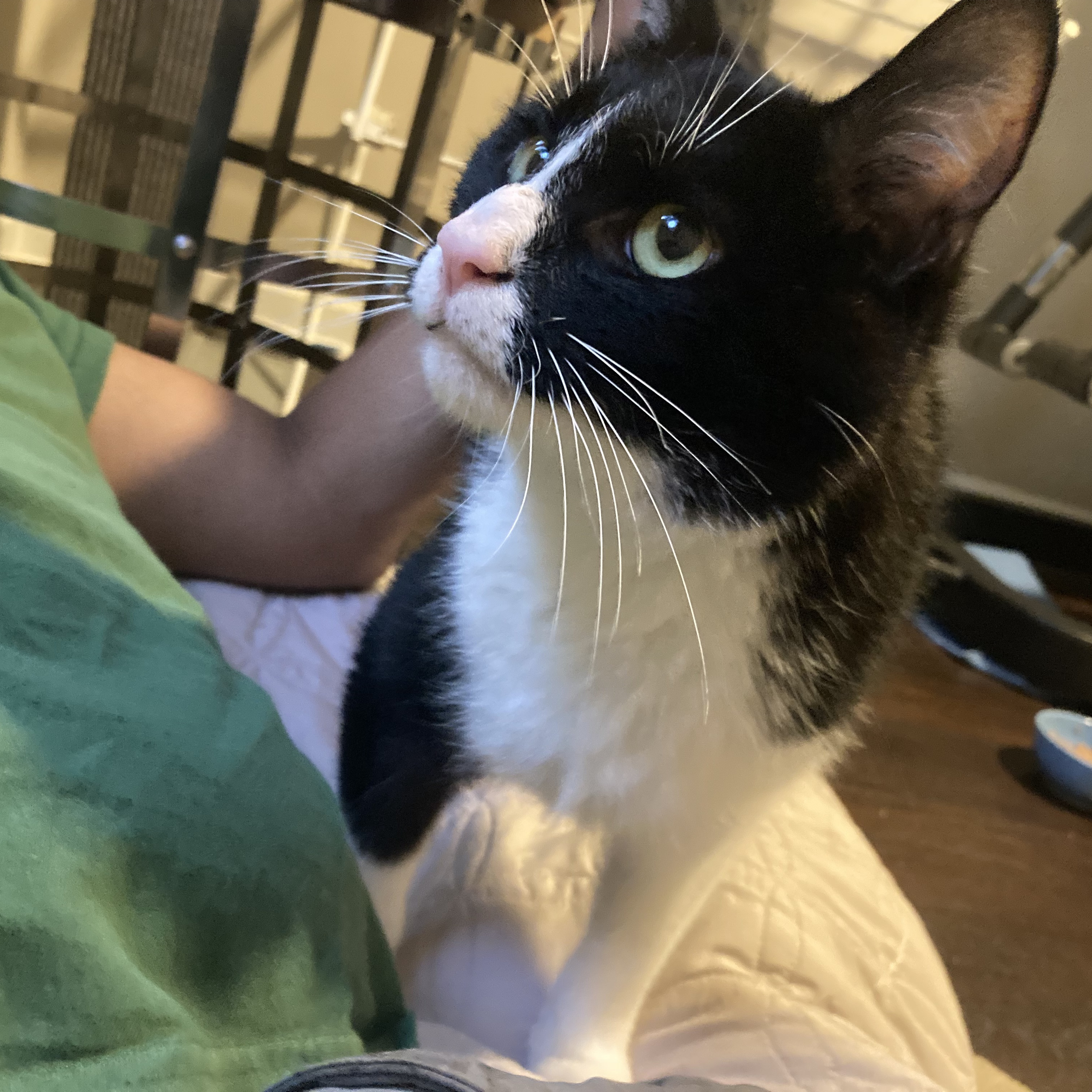 Enlarge Junior, a Adoptable Domestic Short Hair in Greenbelt, MD image 3/6