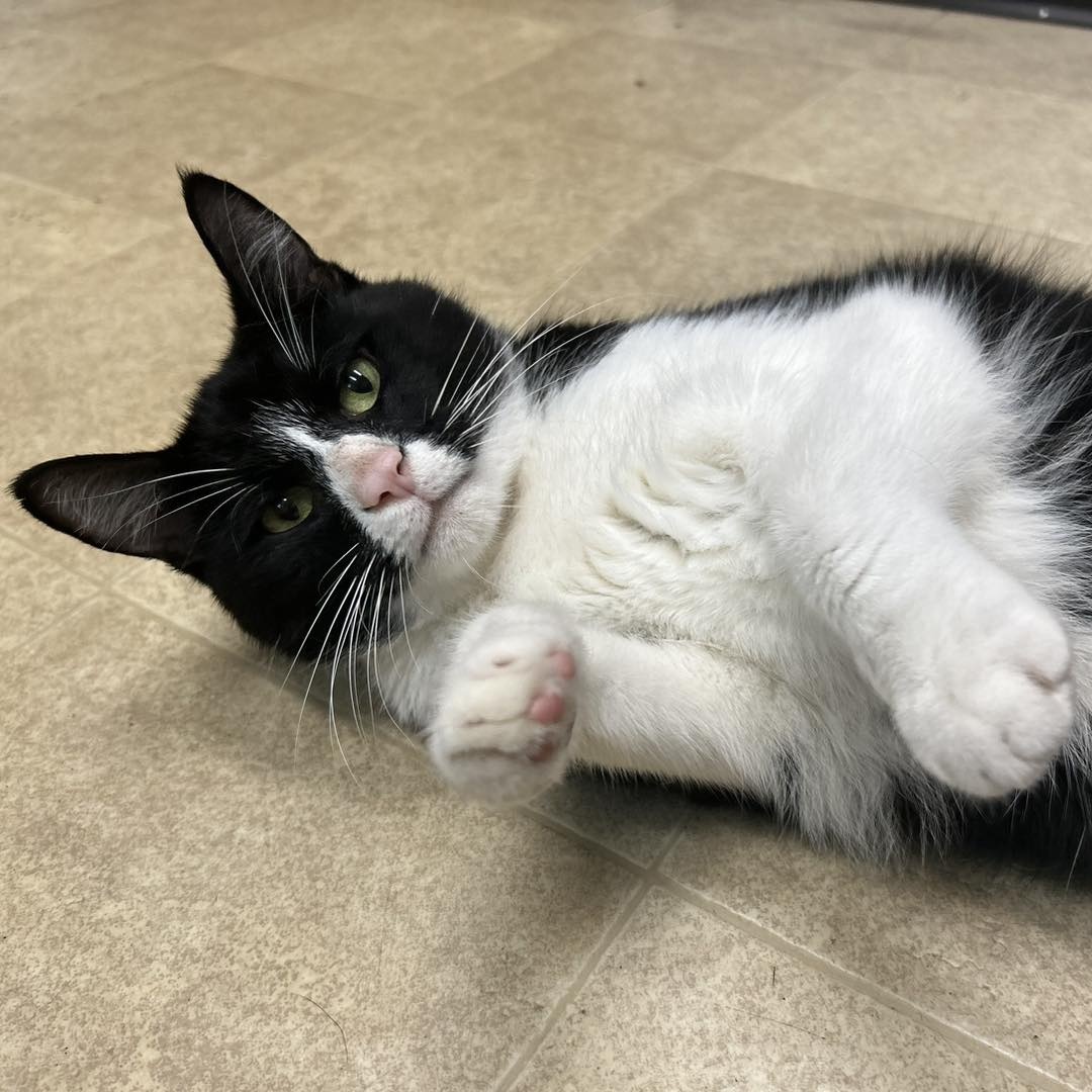 Enlarge Junior, a Adoptable Domestic Short Hair in Greenbelt, MD image 1/6