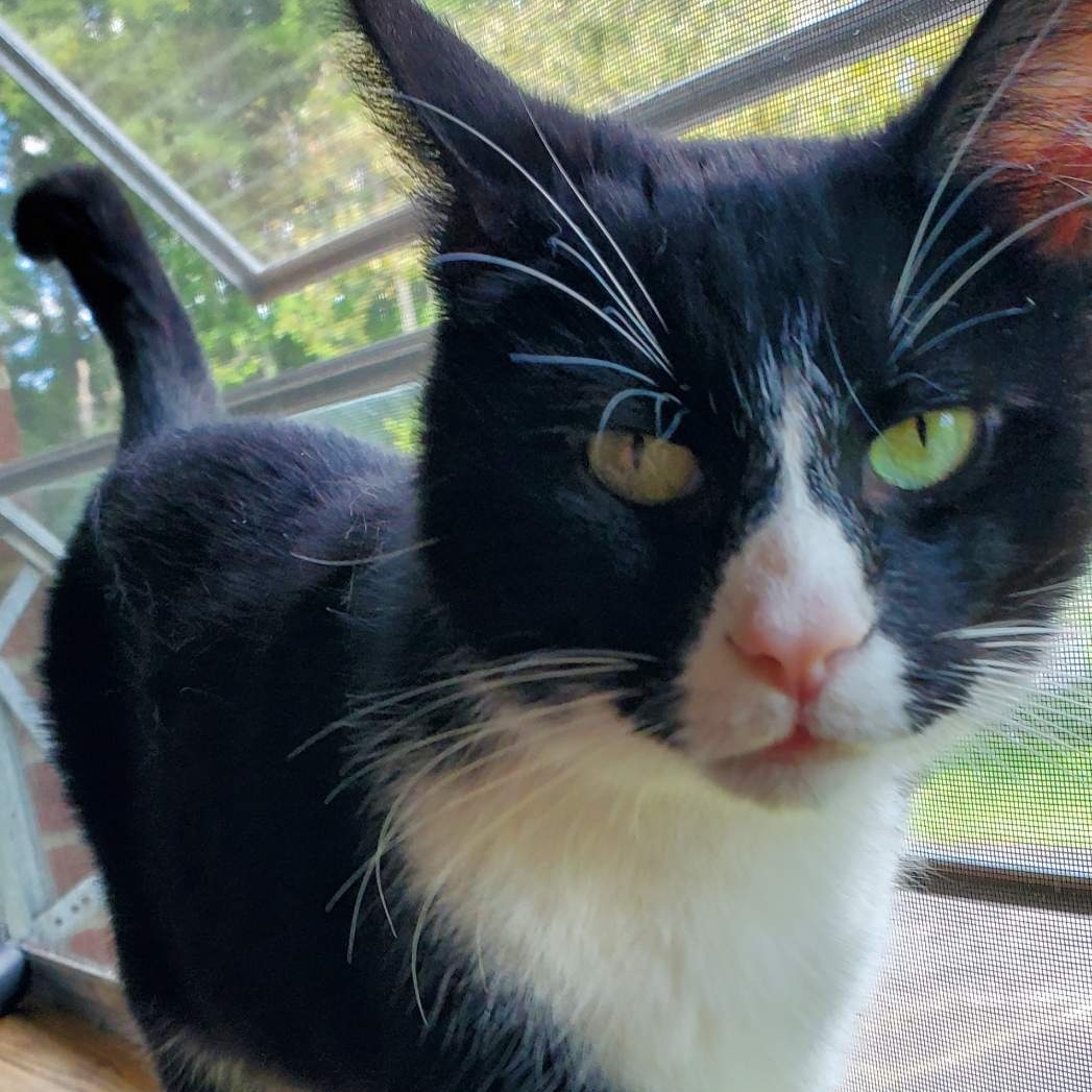 Enlarge Junior, a Adoptable Domestic Short Hair in Greenbelt, MD image 5/6