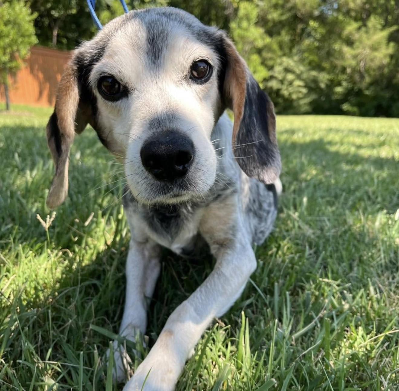 Jesse, adopted, Senior Male Beagle.