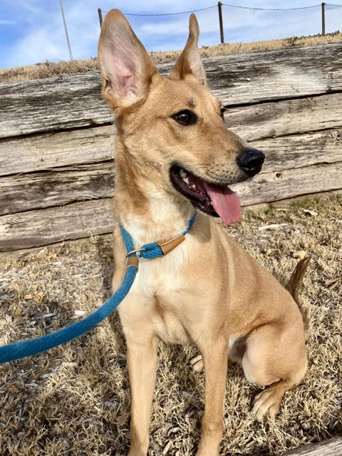 Enlarge HERCULES, a Adoptable mixed breed in Albuquerque, NM image 1/1