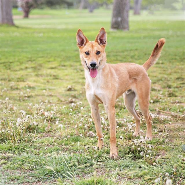 HERCULES, Adoptable, Young Male Australian Cattle Dog / Blue Heeler & Mixed Breed.