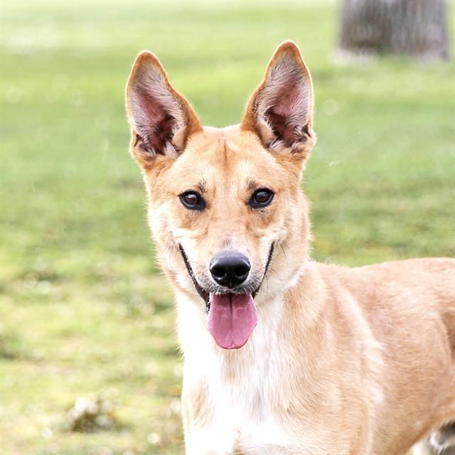 HERCULES, Adoptable, Young Male Australian Cattle Dog / Blue Heeler & Mixed Breed.