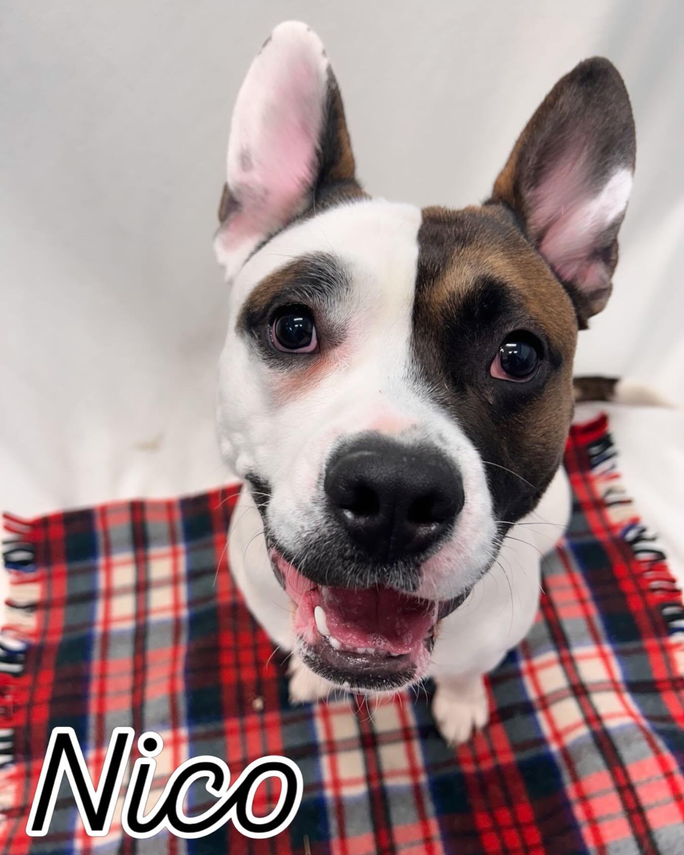 Enlarge Nico Tag #2172 , a ADOPTABLE mixed breed in Central Islip, NY image 1/1