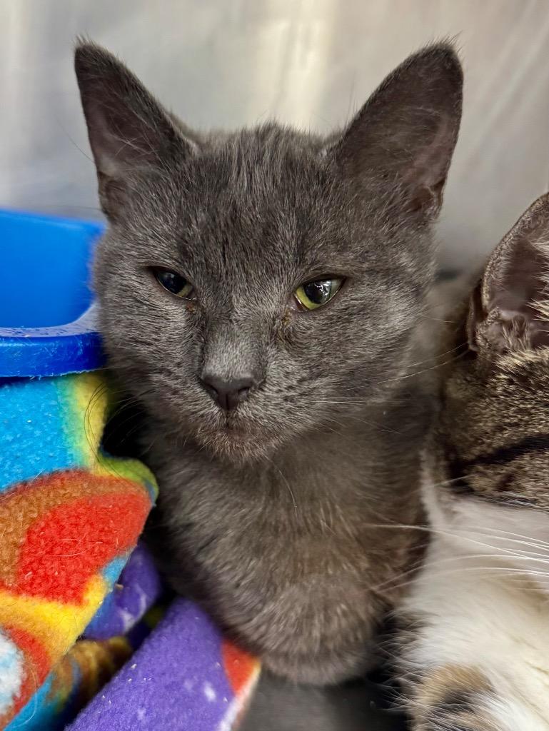 Dionne, Adoptable, Young Female Domestic Short Hair.