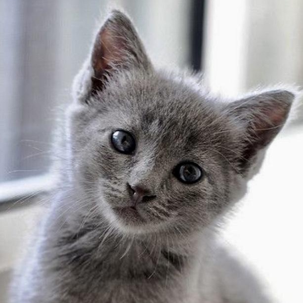 Sylvie II, adopted, Young Female Domestic Long Hair.