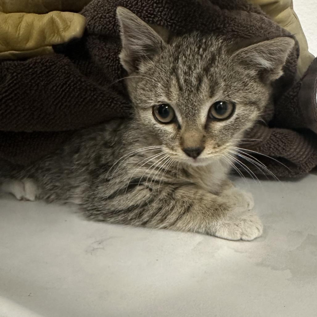 Wink, a Adoptable Domestic Short Hair in Henderson, NV image 1/2