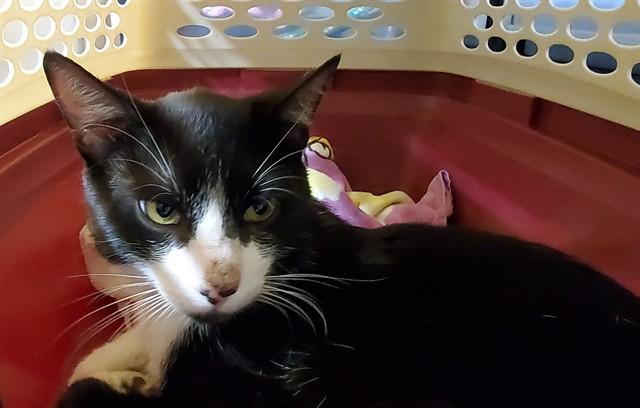 Enlarge DAFFY (DUCK), a Adoptable Domestic Short Hair in Aurora, IL image 1/1
