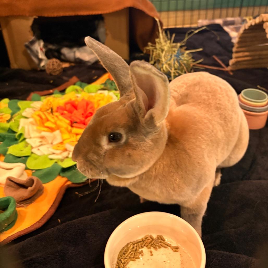 Thumpkin, Adoptable, Young Male Rex.