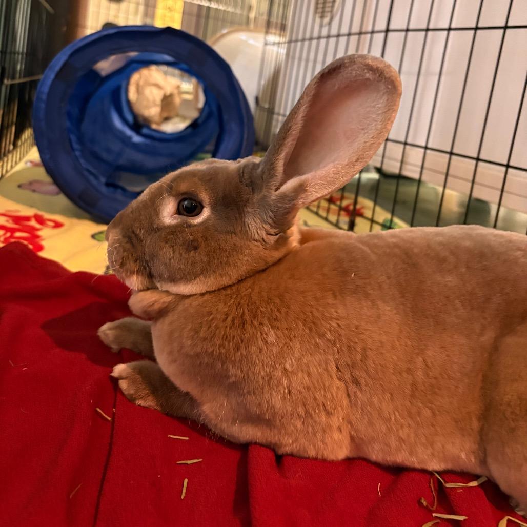 Enlarge Thumpkin, a Adoptable Rex in South Burlington, VT image 2/6