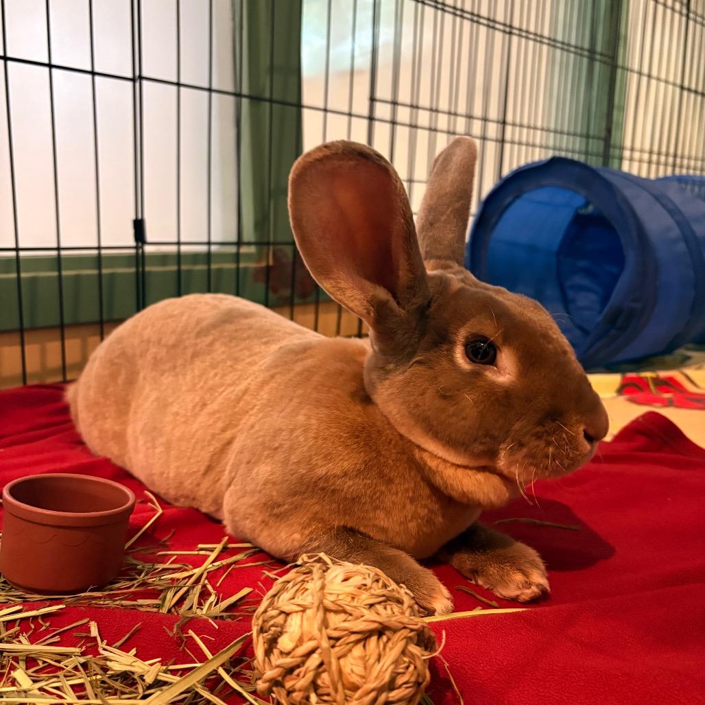 Enlarge Thumpkin, a Adoptable Rex in South Burlington, VT image 3/6