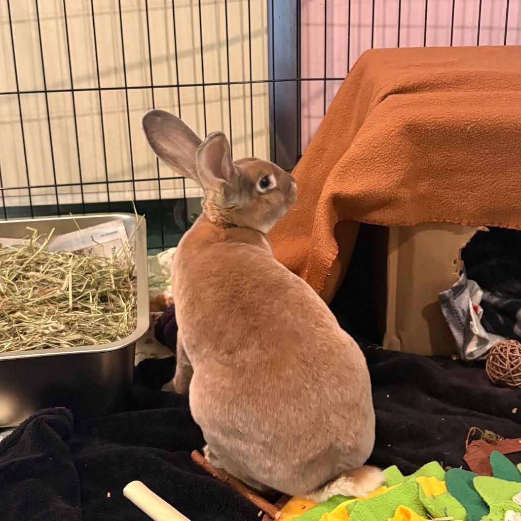 Enlarge Thumpkin, a Adoptable Rex in South Burlington, VT image 4/6