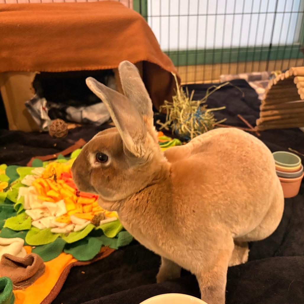 Enlarge Thumpkin, a Adoptable Rex in South Burlington, VT image 5/6